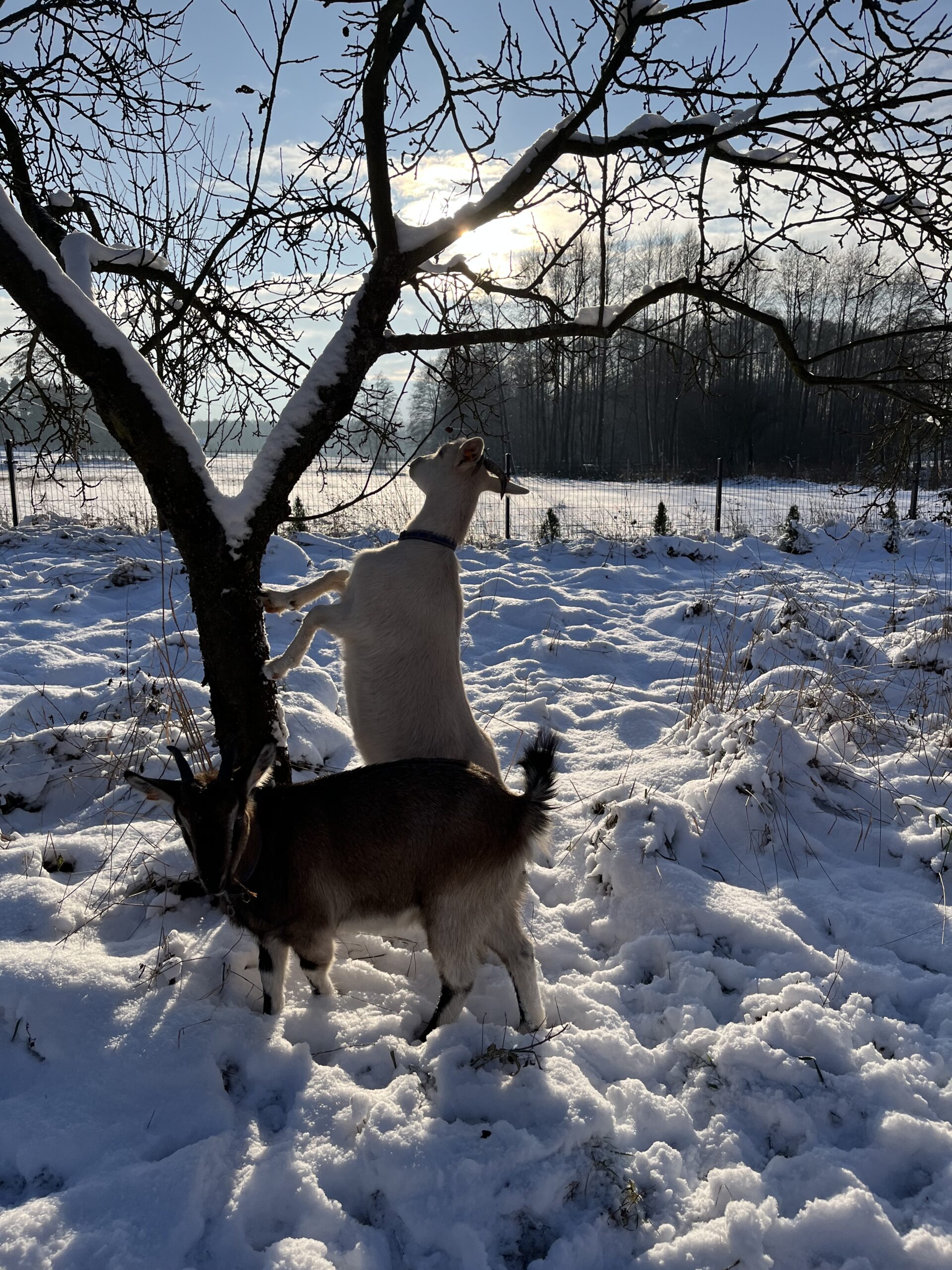 Warsztaty tworzenia wianko-stroików - świąteczna edycja - obrazek 7